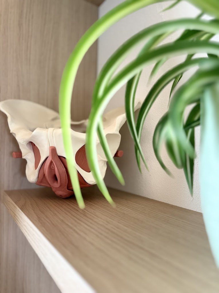 Anatomisches Beckenmodell im Regal der Praxis